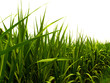 sugar leaves