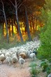 moutons st victoire moutons st victoire