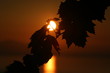 levé de soleil derriére une vigne
