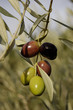 cluster of olives
