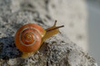 schnecke