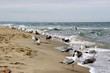 baltic sea