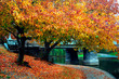 autumn in boston public garden autumn in boston public garden