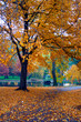 autumn in boston public garden autumn in boston public garden