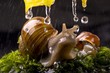 Foto: snail snail