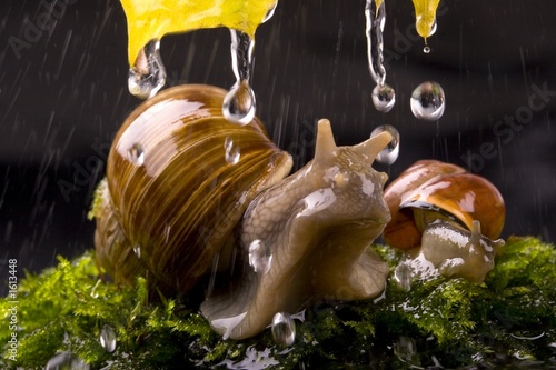 Foto: snail snail