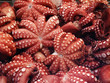 octopuses tsukiji fish market tokyo,japan