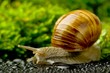 Foto: snail snail