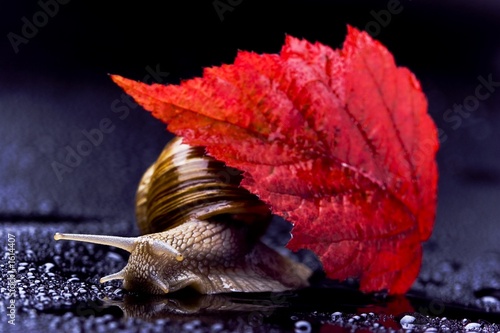 Foto: snail snail