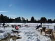 chiens andorrans chiens andorrans