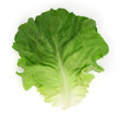 salad leaf