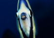 Foto: diving under water diving under water