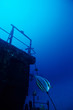 Foto: diving under water diving under water