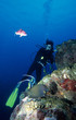 Foto: diving under water diving under water