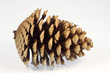 zapfen ao_061029_3721.cr2 zapfen ao_061029_3721.cr2