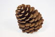 zapfen ao_061029_3713.cr2 zapfen ao_061029_3713.cr2