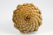zapfen ao_061029_3718.cr2 zapfen ao_061029_3718.cr2