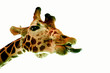 funny giraffe isolated