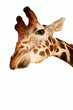 giraffe isolated