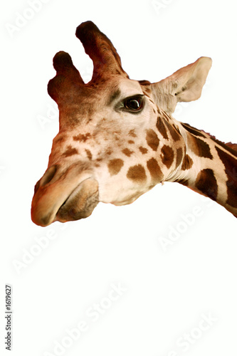 giraffe isolated