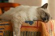 l'heure de la sieste l'heure de la sieste