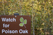 watch for poison oak sign watch for poison oak sign