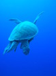 tortue tortue