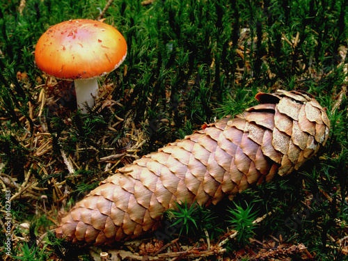 Foto: tannenzapfen tannenzapfen