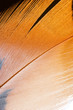 feather