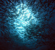 school of fish