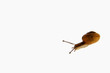 snail isolated