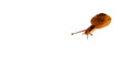 snail isolated
