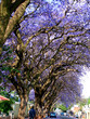 blue africa