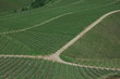 weinberge erbach