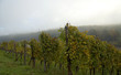 vignoble en automne