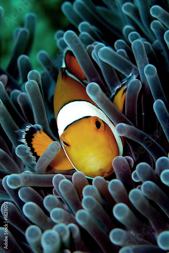 clown fish