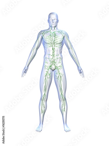 Illustration: lymphsystem lymphsystem