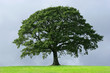 the oak tree