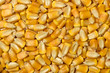 Photo: corn kernels corn kernels