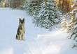 dog on winter road