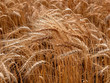 Photo: wheat wheat