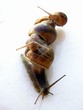 snails and houses