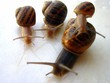 snails
