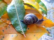 snail house