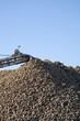 sugar beet harvest