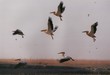 envol oiseaux afrique