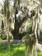 spanish moss on oak