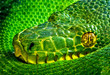 snake eye