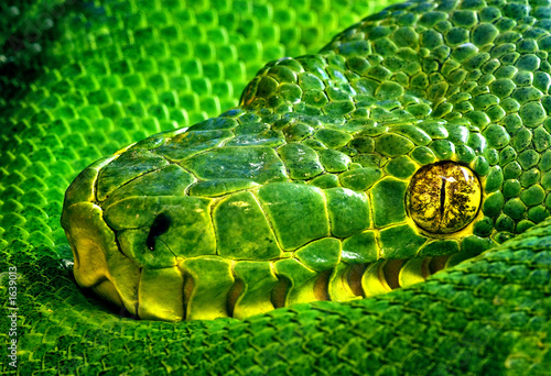 snake eye