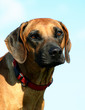 portrait rhodesian